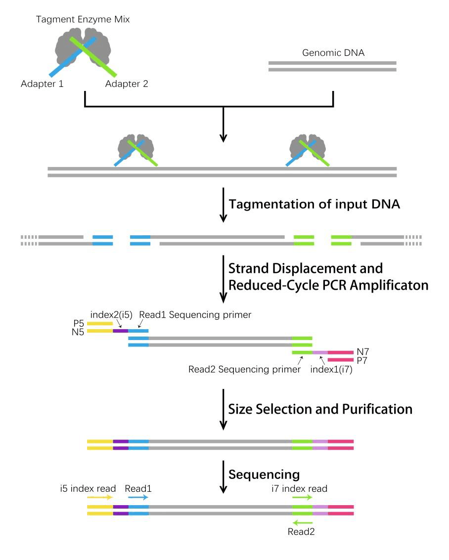 APExBIO Tn5 DNA Library Prep Kit for Illumina (for 1 ng DNA)