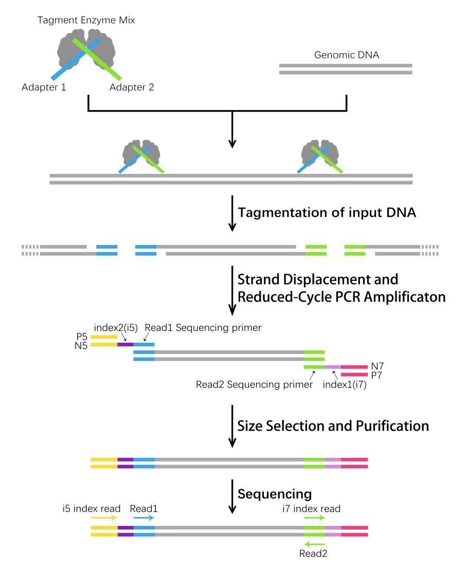 APExBIO Onestep DNA Library Prep Kit for Illumina (for 50 ng DNA)