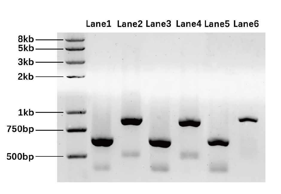 DNA bands stained with A8743 Safe DNA Gel Stain