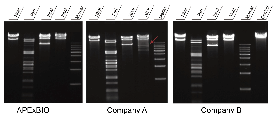 APExBIO enzyme digestion compared with two suppliers
