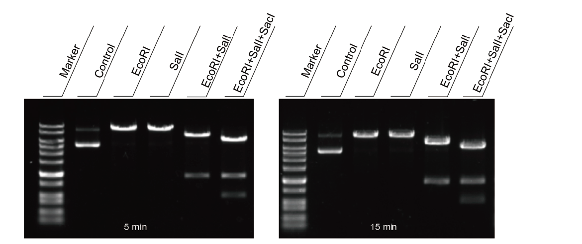 APExBIO enzyme digestion gels at 5 and 15 minutes