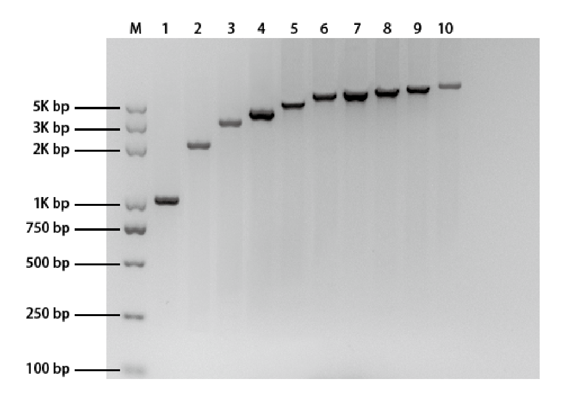 PCR gel showing fragments amplified with K1031