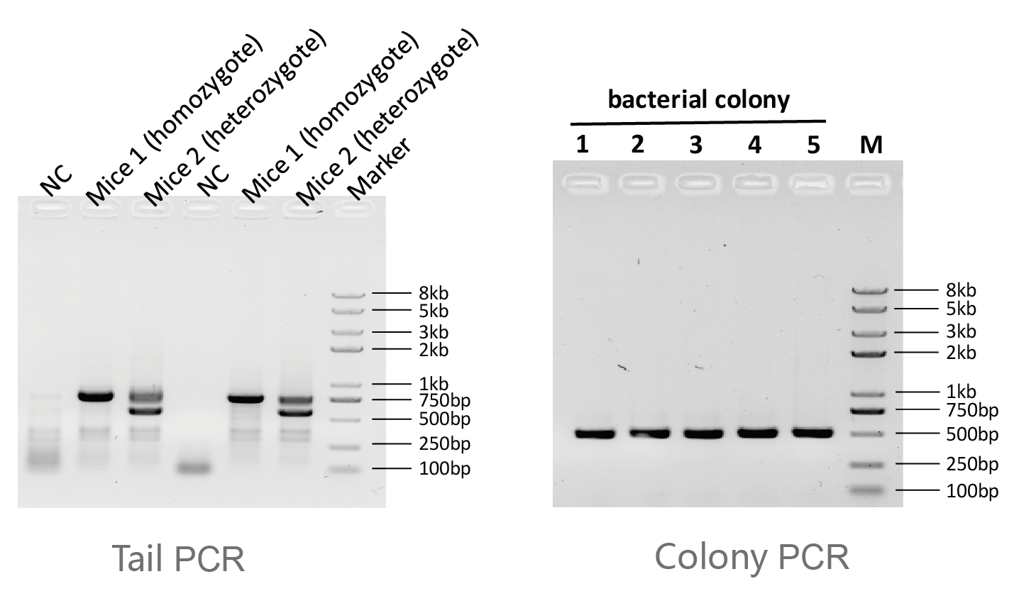 K1034 tail PCR and colony PCR gel results