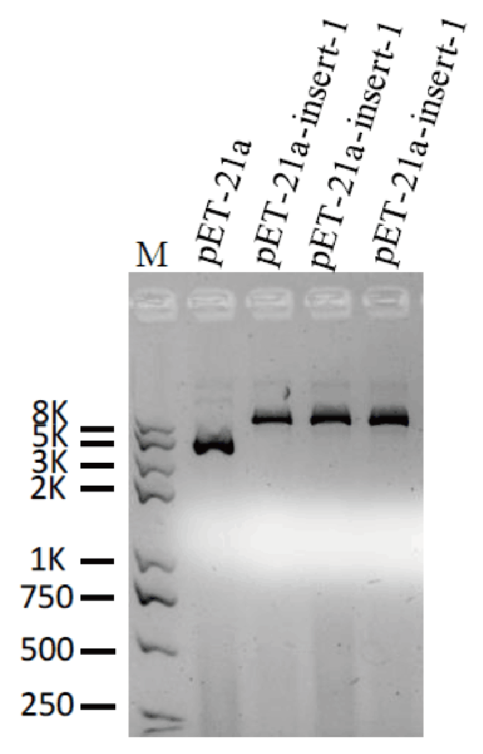 K1054 Hyper Assembly Cloning Kit gel result