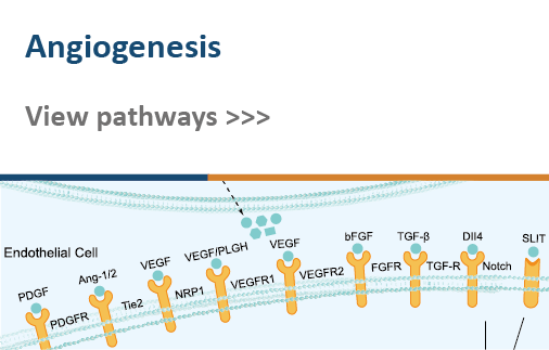 Angiogenesis