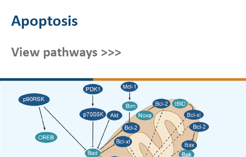 Apoptosis