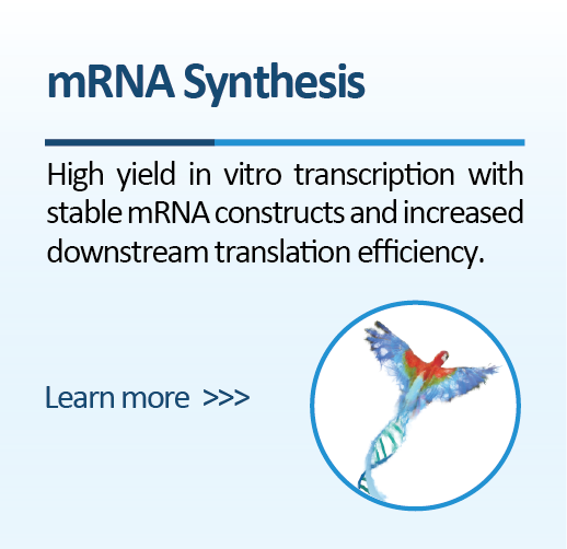 mRNA Synthesis