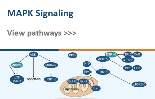 MAPK Signaling