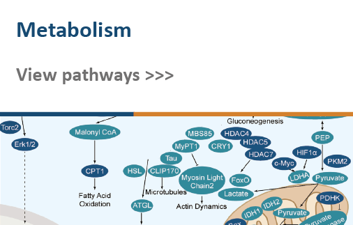 Metabolism