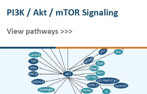 PI3K/Akt/mTOR Signaling