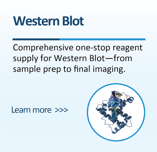 Western Blot