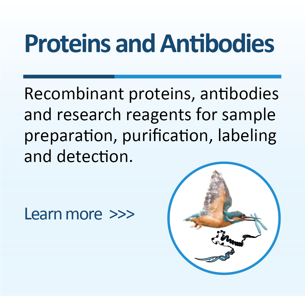 Proteins and Antibodies