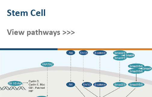 Stem Cell