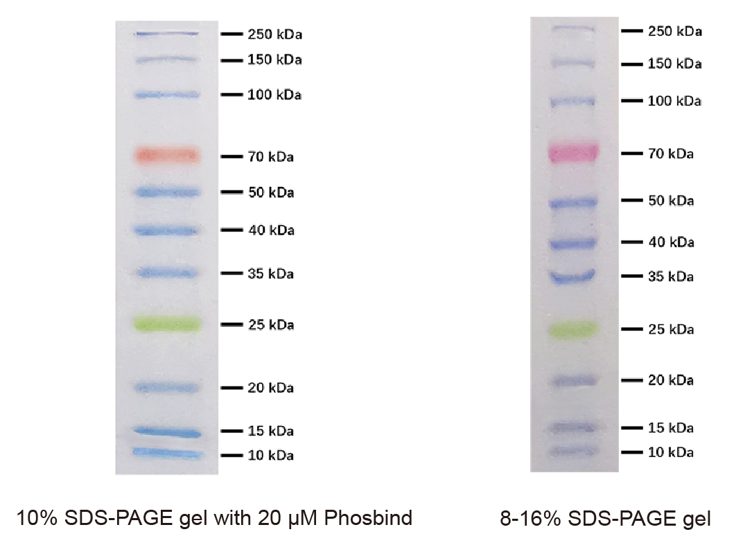 order apexbio product B8266 through VWR