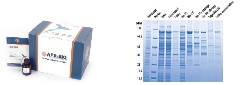 order apexbio product B8266 through VWR
