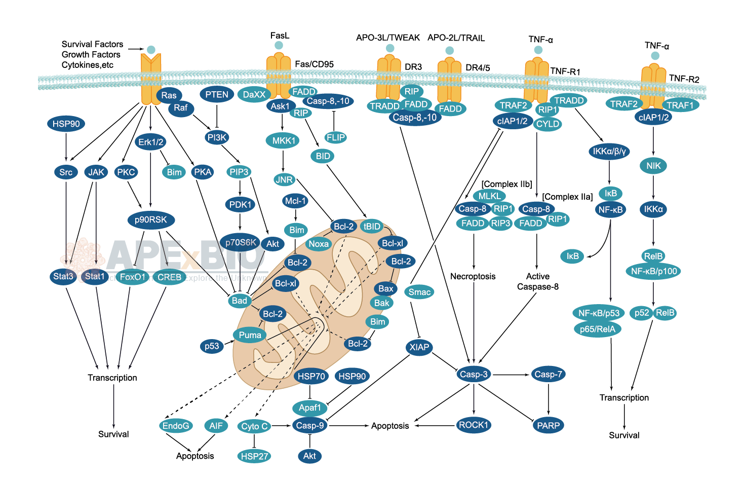 Apoptosis