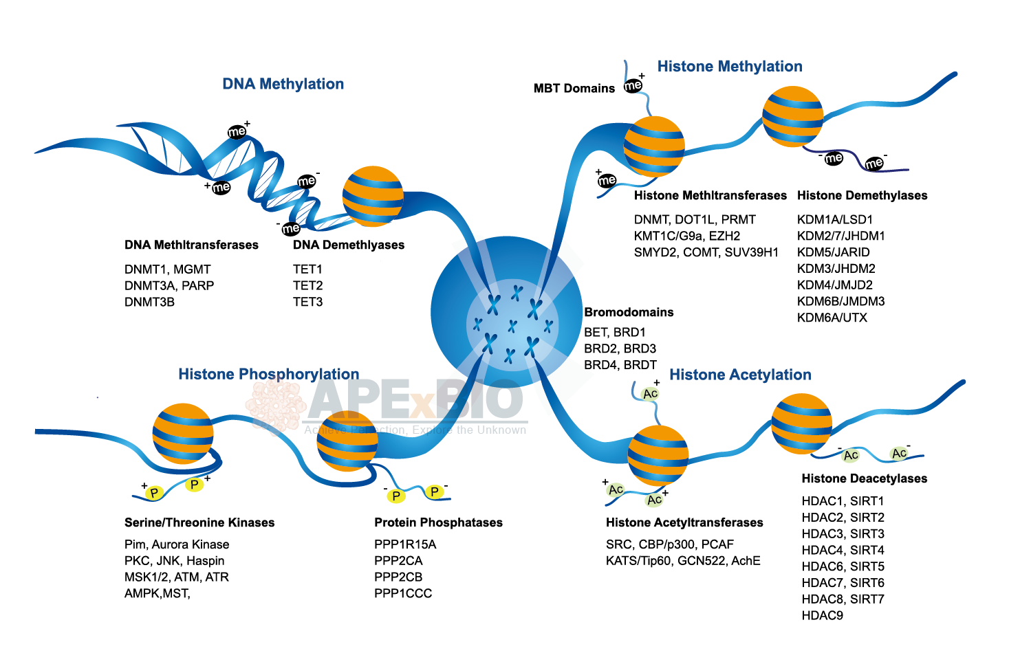 Chromatin and Genes APExBIO Chromatin Epigenetics Signaling Pathways Chromatin and Genes APExBIO Chromatin Epigenetics Signaling Pathways