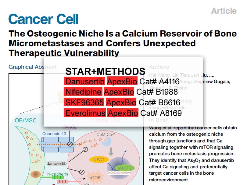 Everolimus (RAD001) – mTOR Inhibitor | APExBIO