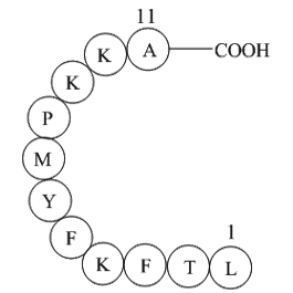 Interleukin II (60-70)