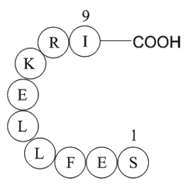 Large T antigen - rhesus polyomavirus 560-568