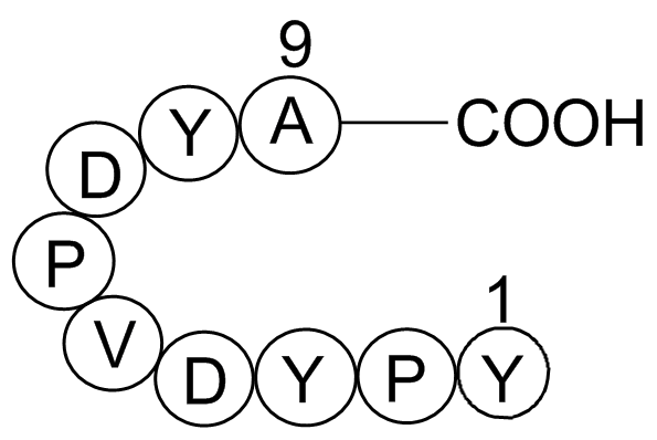 Influenza Hemagglutinin (HA) Peptide