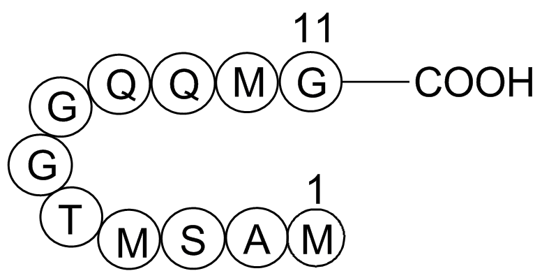 T7 Tag Peptide