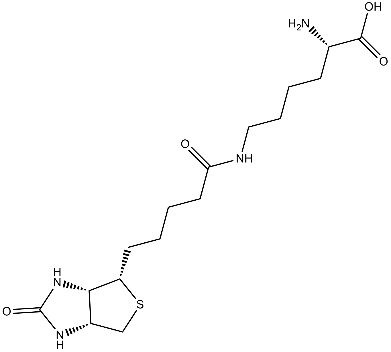 Biocytin