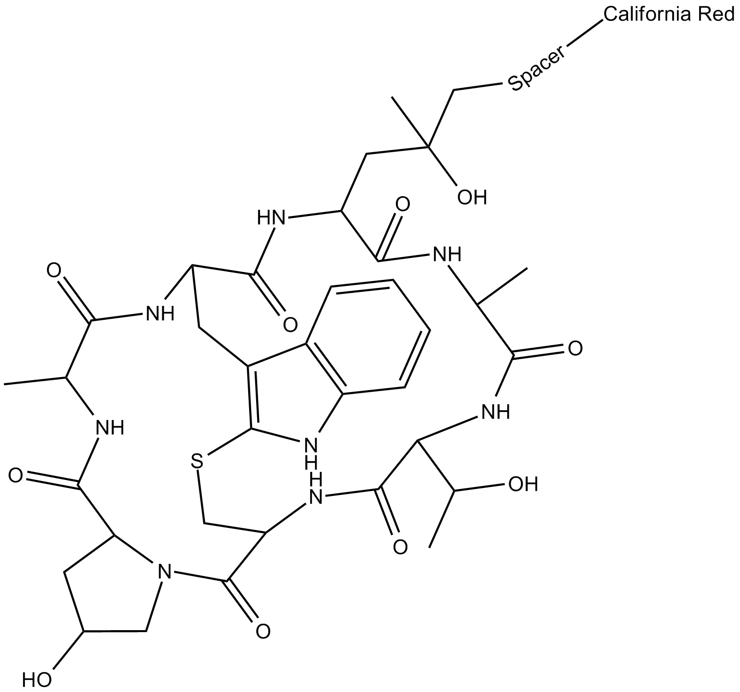 Phalloidin-California Red Conjugate