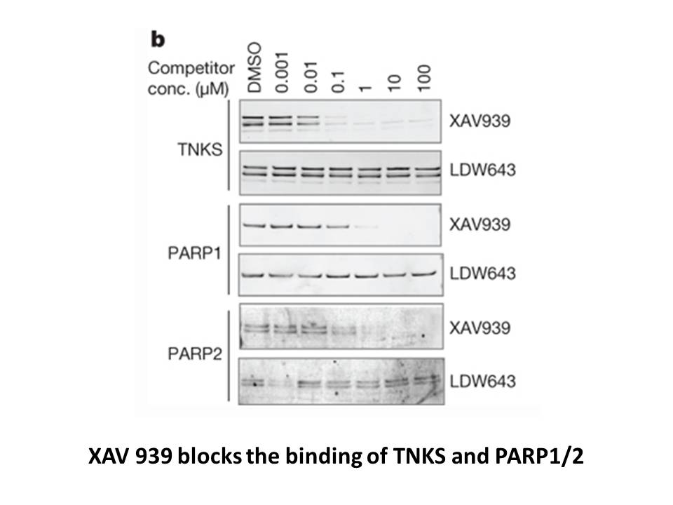 XAV-939