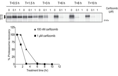 Carfilzomib