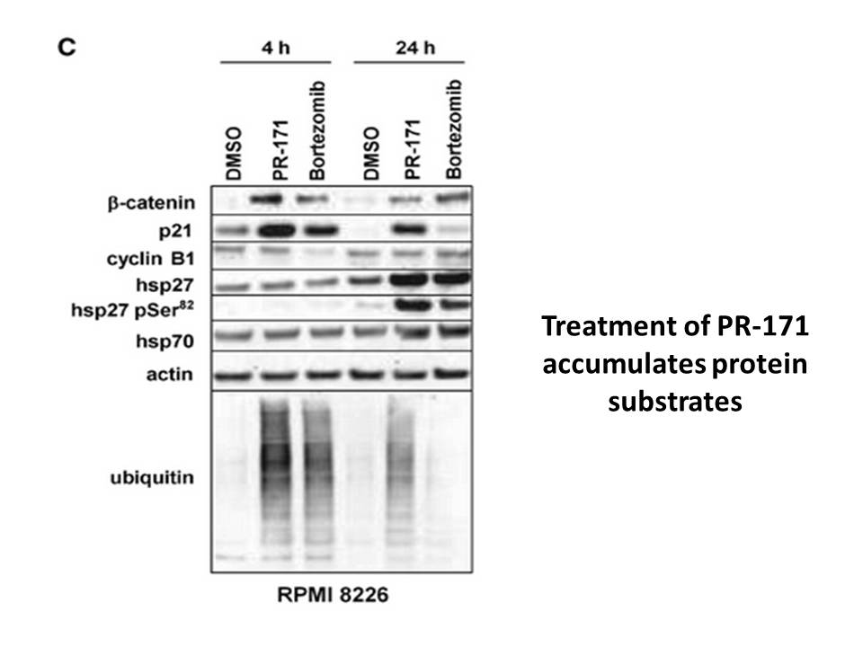 Carfilzomib (PR-171)