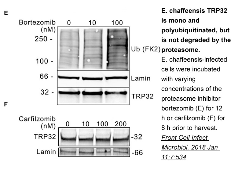 Carfilzomib (PR-171)