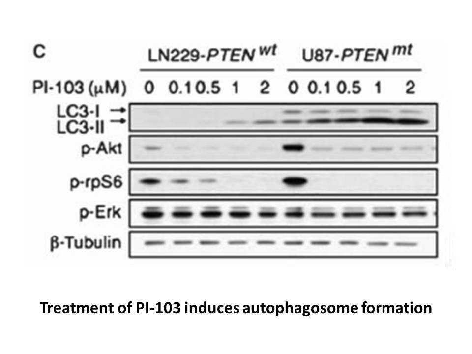 PI-103