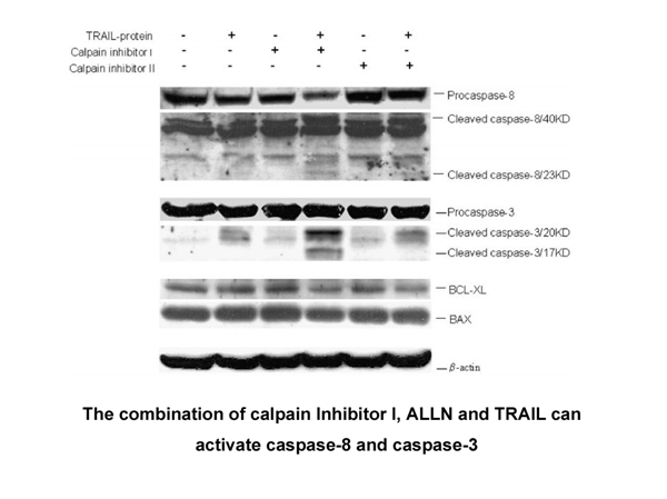 Calpain Inhibitor I, ALLN