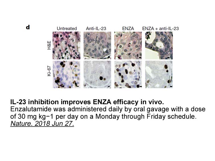 MDV3100 (Enzalutamide)