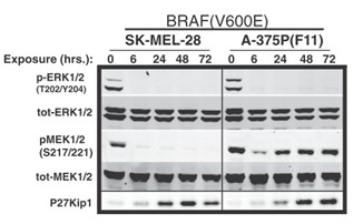 GSK1120212 GSK1120212