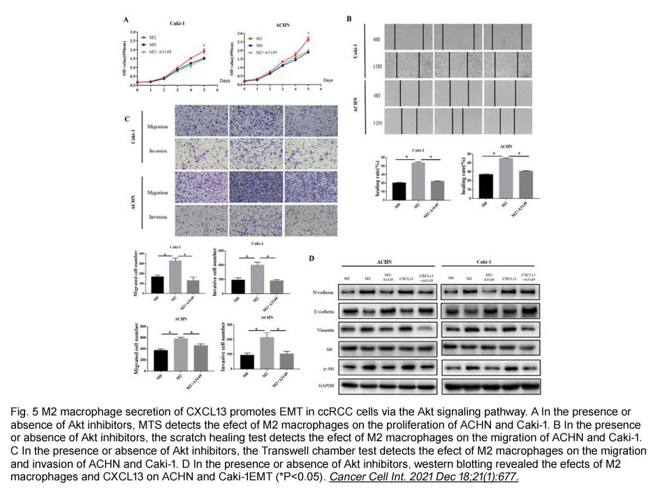 AKT inhibitor VIII AKT inhibitor VIII