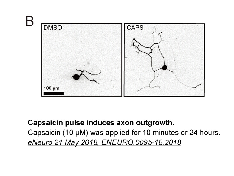 Nonivamide (Capsaicin Analog)