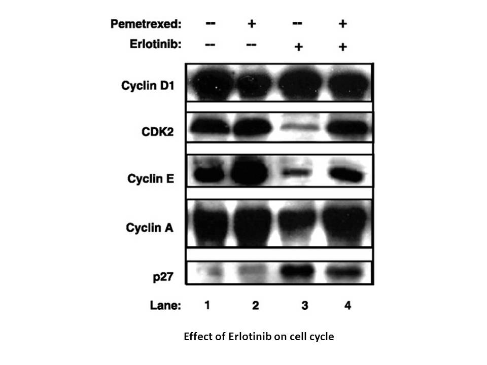 Erlotinib