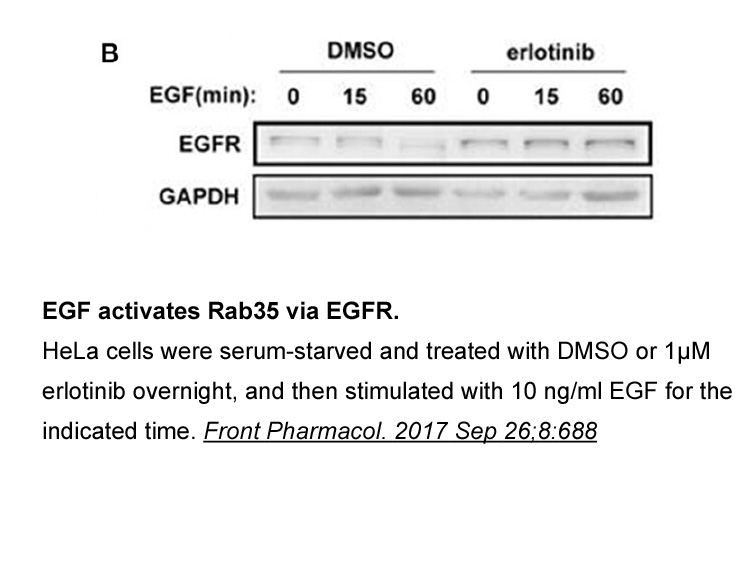 Erlotinib