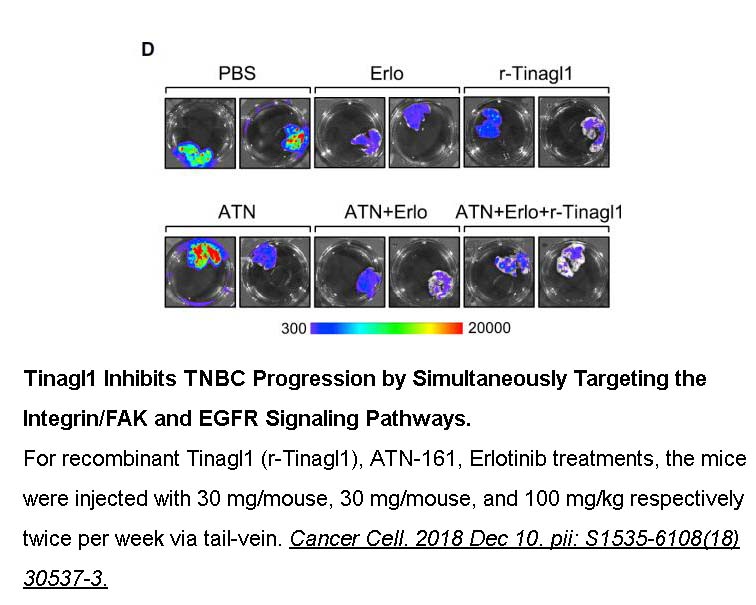 Erlotinib Erlotinib