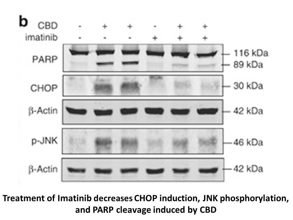 Imatinib hydrochloride Imatinib hydrochloride