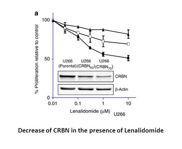 Lenalidomide hydrochloride