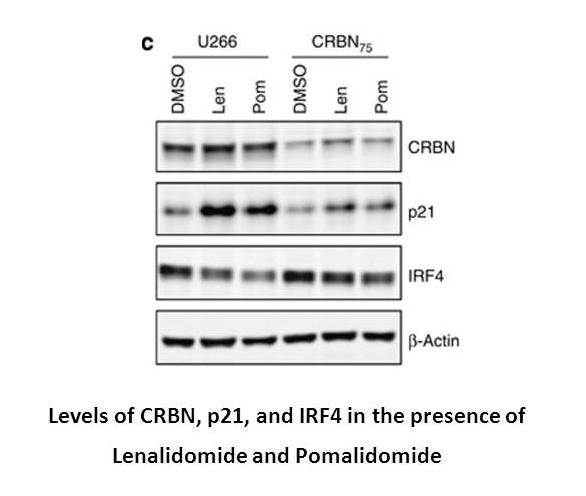 Lenalidomide hydrochloride