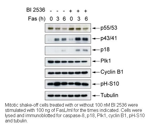 BI 2536 BI 2536