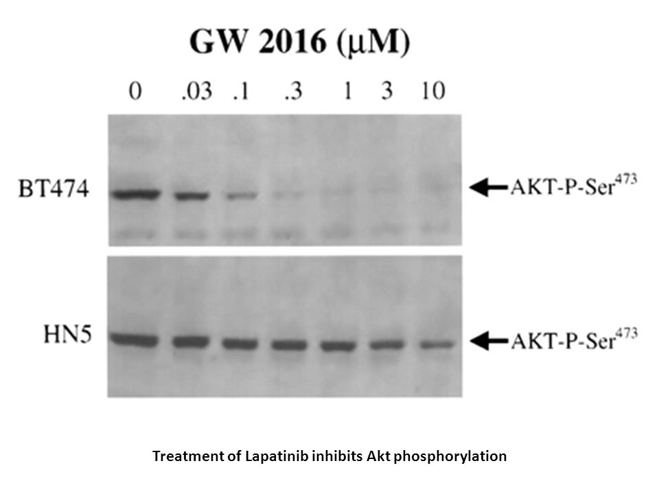 Lapatinib Ditosylate