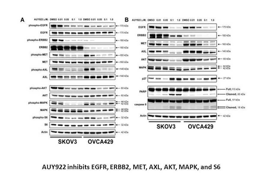 AUY922 (NVP-AUY922) AUY922 (NVP-AUY922)