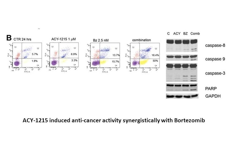 Rocilinostat (ACY-1215) Rocilinostat (ACY-1215)