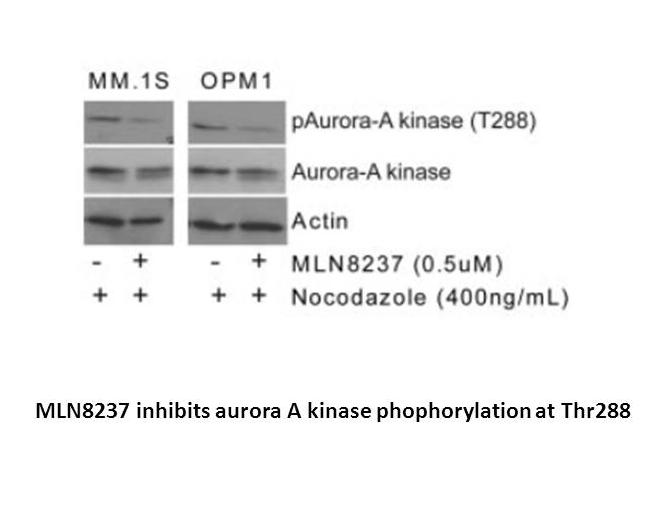 MLN8237 (Alisertib)