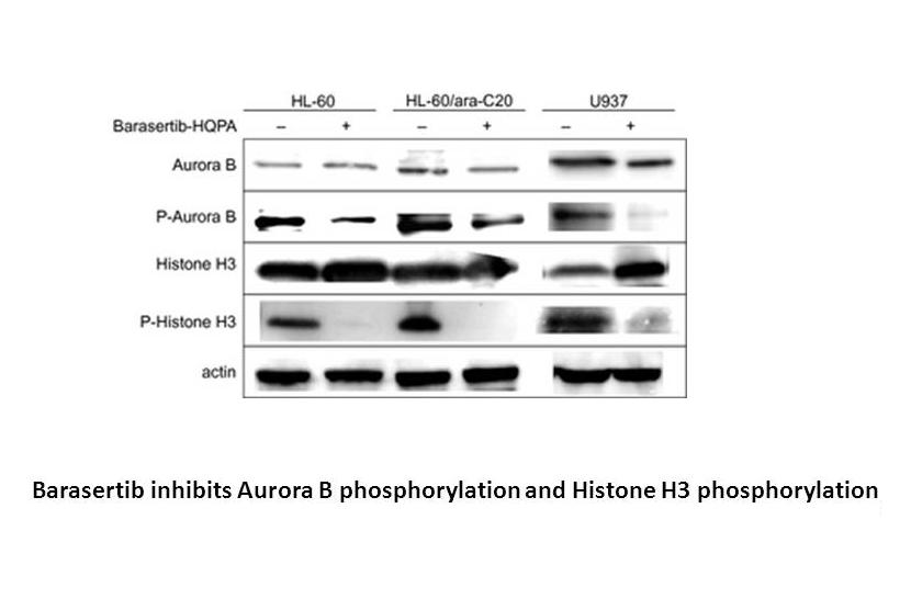 Barasertib (AZD1152-HQPA) Barasertib (AZD1152-HQPA)